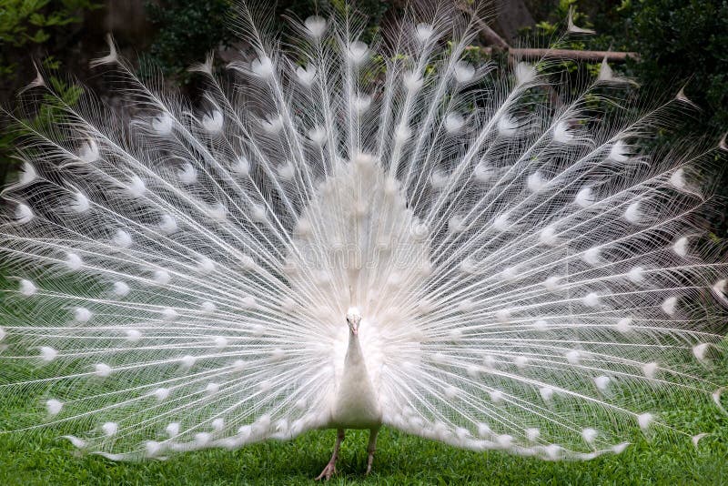  صور منوعه جميلة ومتحركة  White-peacock-24641994