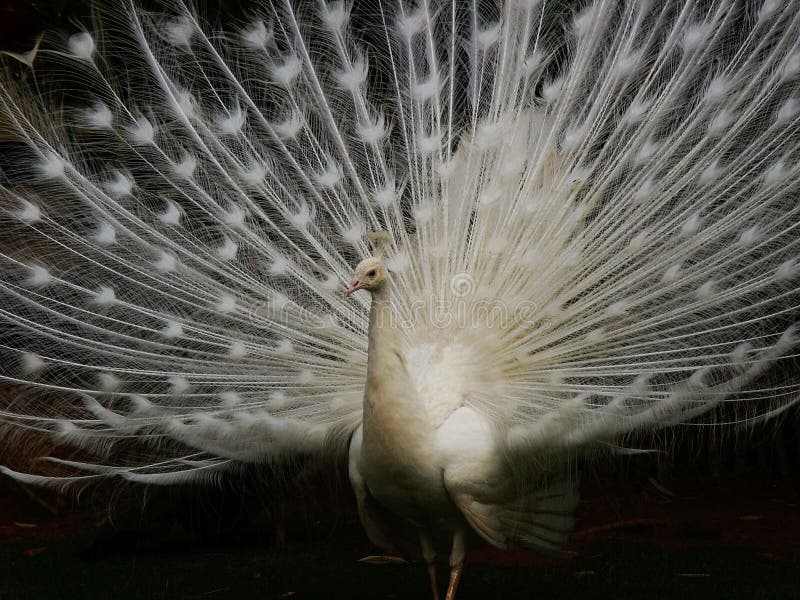 White peacock