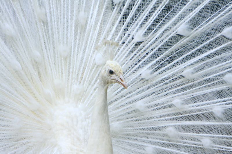 22,398 White Peacock Stock Photos - Free & Royalty-Free Stock Photos from Dreamstime 22,398 White Peacock Stock Photos - Free & Royalty-Free Stock Photos from Dreamstime