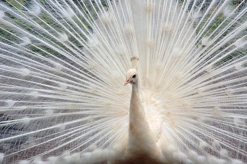 White peacock stock image. Image of beauty, feathers, bird - 998097 White peacock stock image. Image of beauty, feathers, bird - 998097