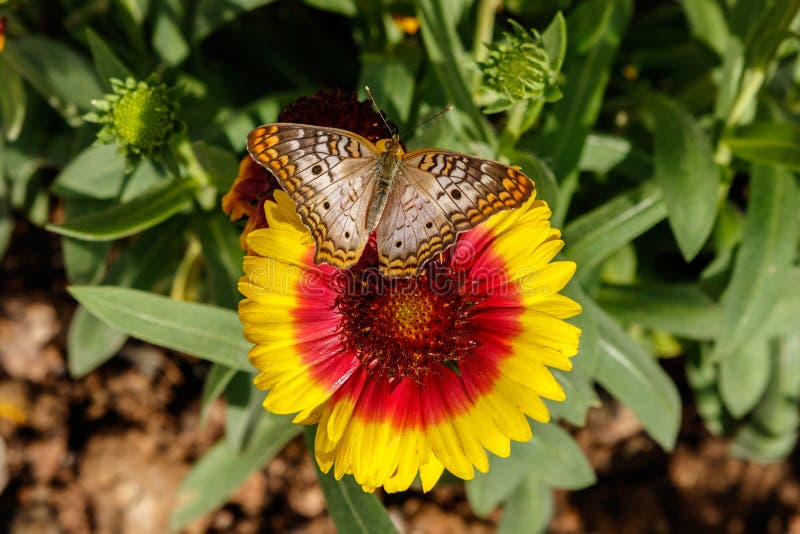 White Peacock Butterfly on Gaillarda Blanket Flower royalty free stock images White Peacock Butterfly on Gaillarda Blanket Flower royalty free stock images