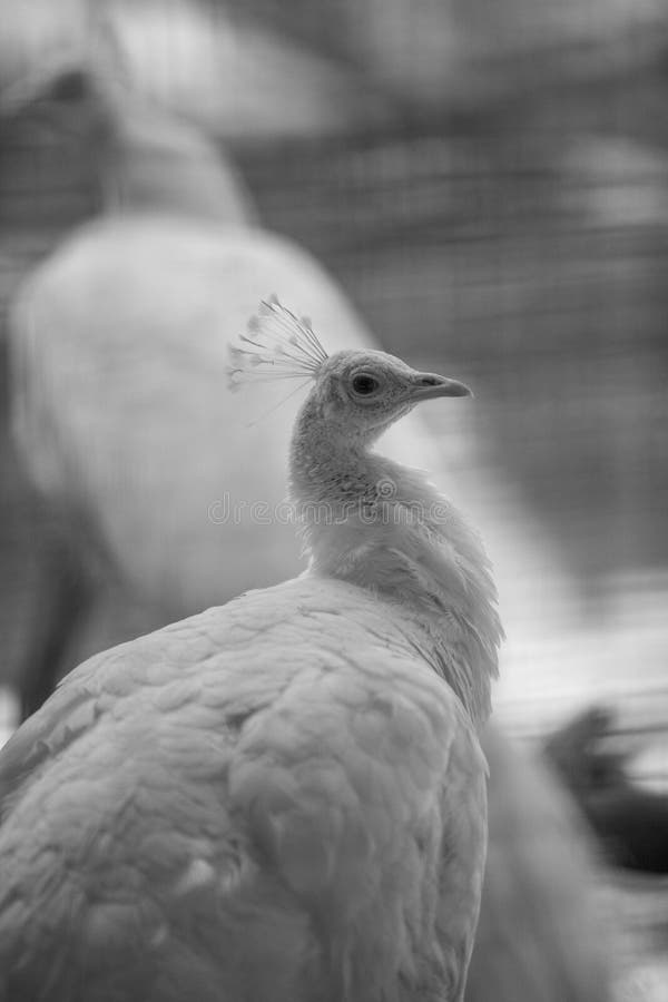 White Peacock Closeup stock photo. Image of closeup 253668976