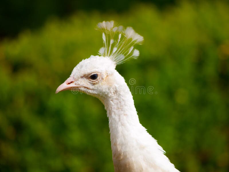 White peacock stock image. Image of decoration, fauna 40687309