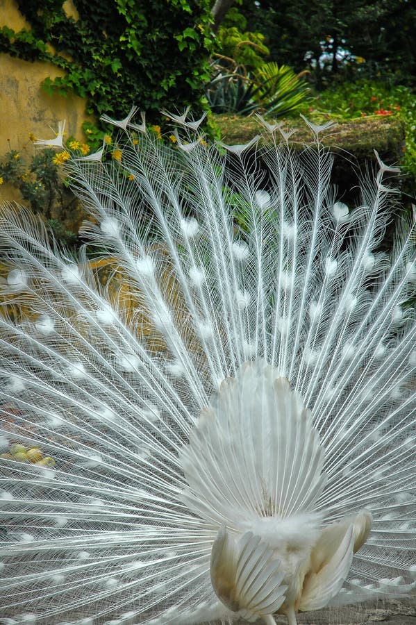 White Peacock Feathers As A Background Stock Photo Image of exotic