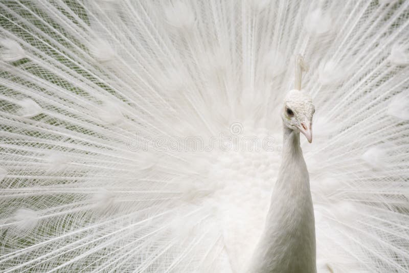 White peacock displaying his fanned tail feathers. White peacock displaying his fanned tail feathers