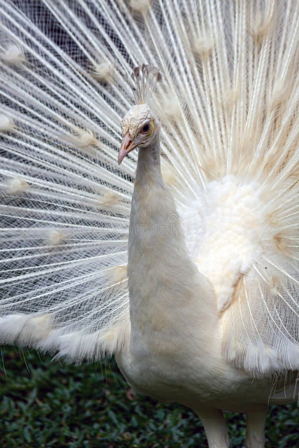 White peacock ion closeup stock photo. Image of mutation 280115360