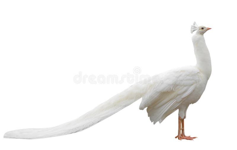 white peacock bird