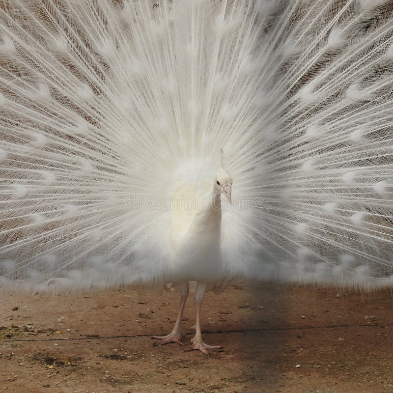 White Peacock with Feathers Fully Spread. Stock Photo Image of winter