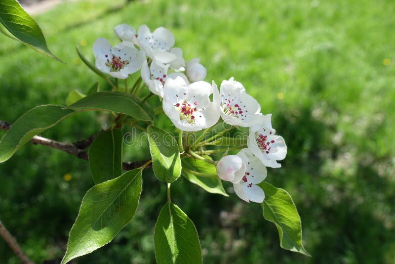 White pear bloom and buds in spring