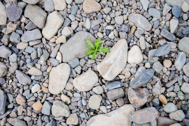 White pebbles of rock on the beach, a single green plant broke through the rocks. Symbol of perseverance and vitality.