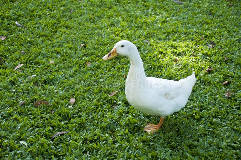 White pekin duck on a green grass stock images