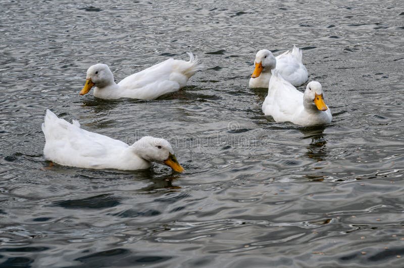 114 Pekin Duck Winter Stock Photos Free & RoyaltyFree Stock Photos