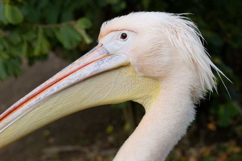 White Pelican