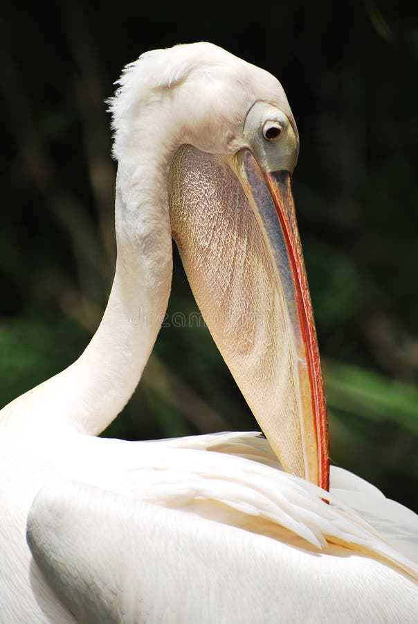 Download White Pelican stock photo. Image of aviary, webbed, worms - 28750406