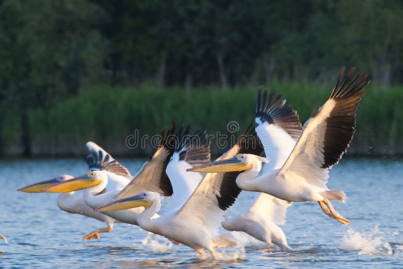 White Pelican