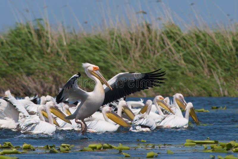 White Pelican