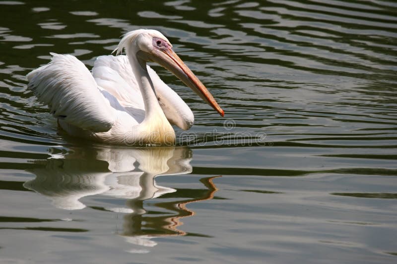 White Pelican