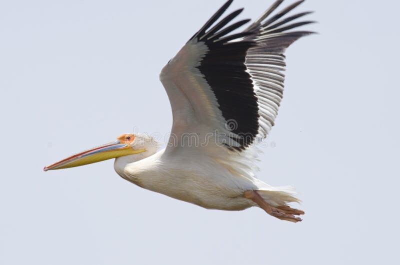 White Pelican flying