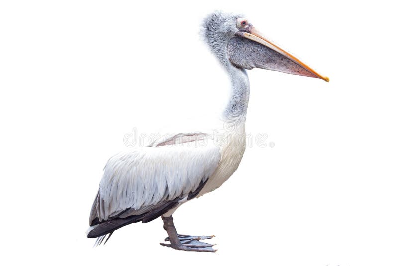 Download White Pelican stock photo. Image of feather, wild, beautiful - 51815722