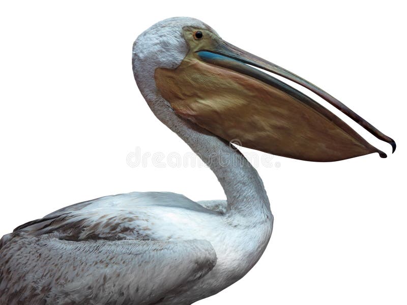 White pelican isolated over white background