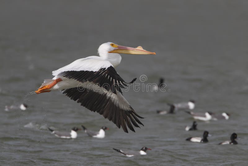 White Pelican (Pelecanus erythrorhynchus) in Flight - Texas