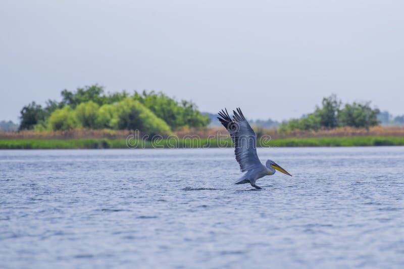 White pelican starting the flight stock images White pelican starting the flight stock images