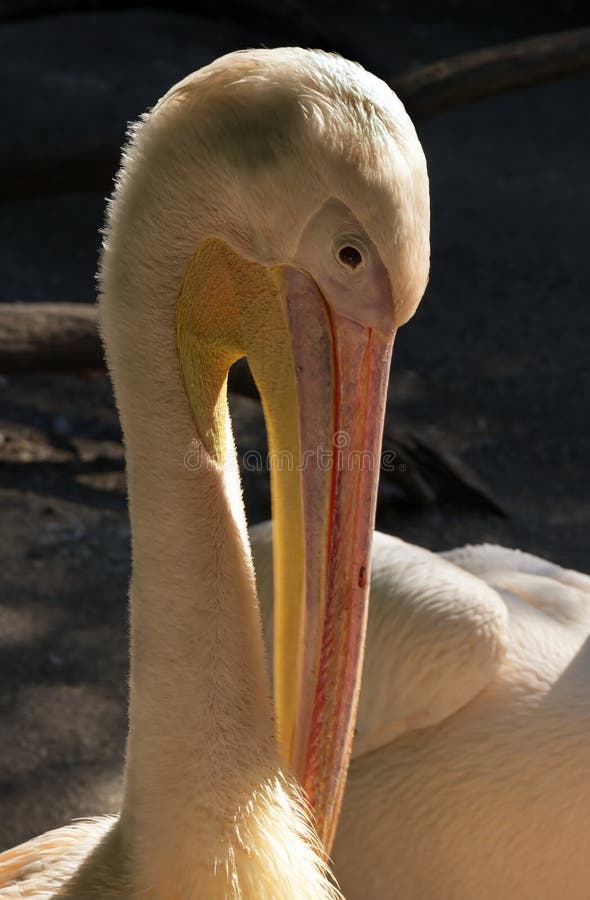 White pelican in the zoo