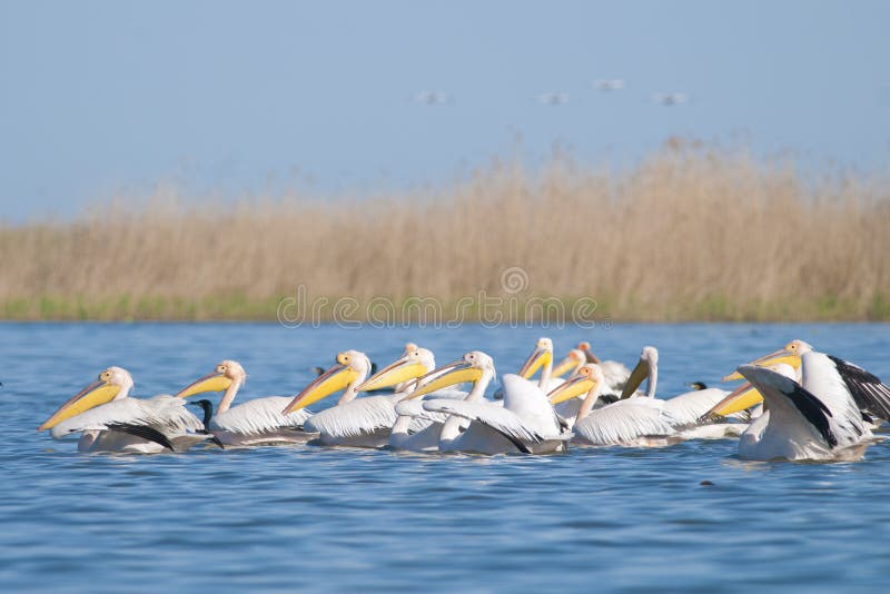 White Pelicans