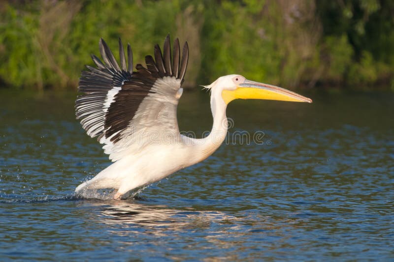 White Pelicans