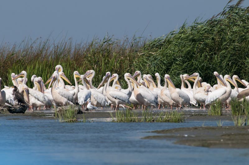 White Pelicans Colony