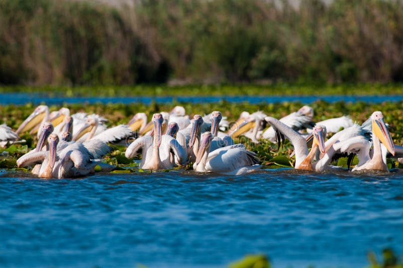 White Pelicans in Danube Delta