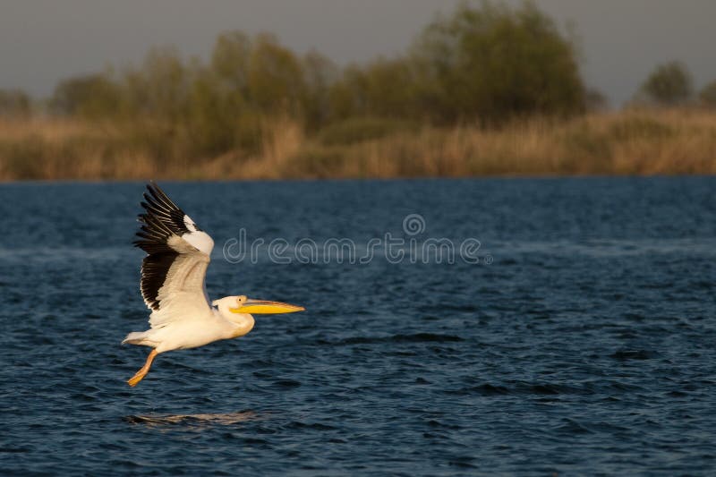 White Pelicans in Danube Delta