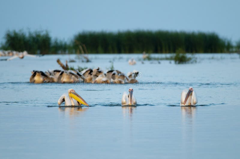 White Pelicans fishing