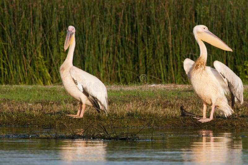 White Pelicans Pair