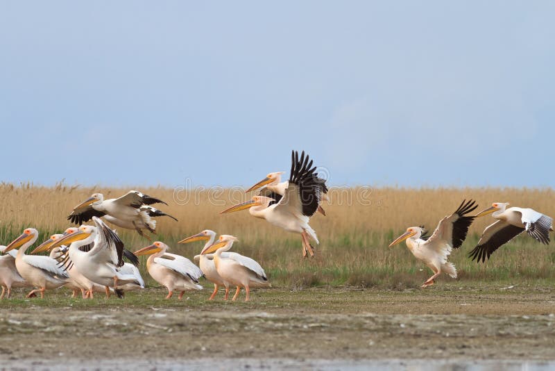 White pelicans pelecanus onocrotalus royalty free stock images White pelicans pelecanus onocrotalus royalty free stock images