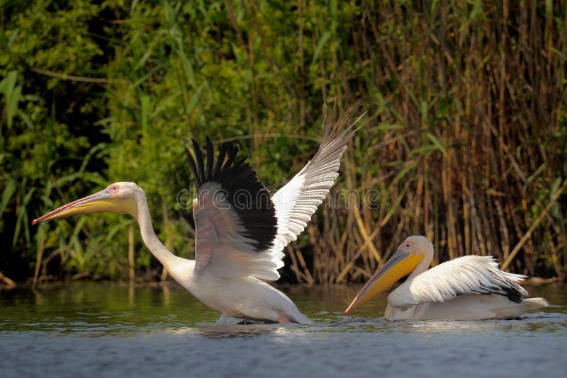 White Pelicans on Water