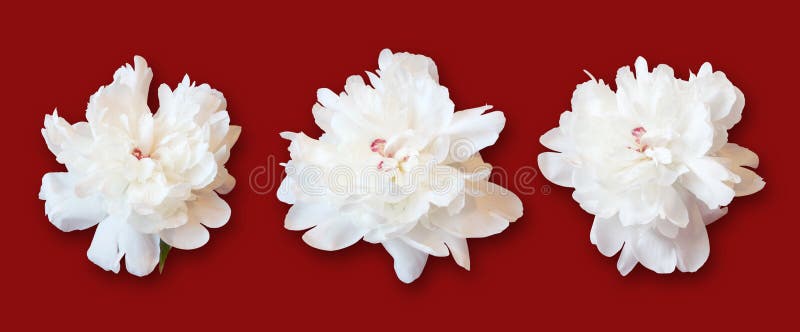 White peonies on red background