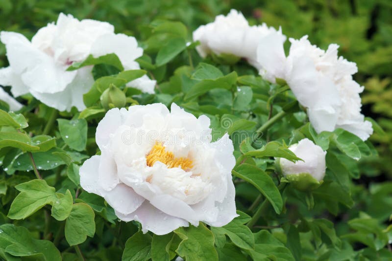 White peony stock photo. Image of flowers, blooming, colorful 70640402