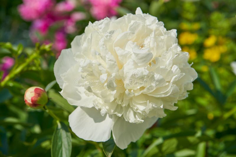 White Peony Flower,white Peony Blooms in Spring in the Garden Stock
