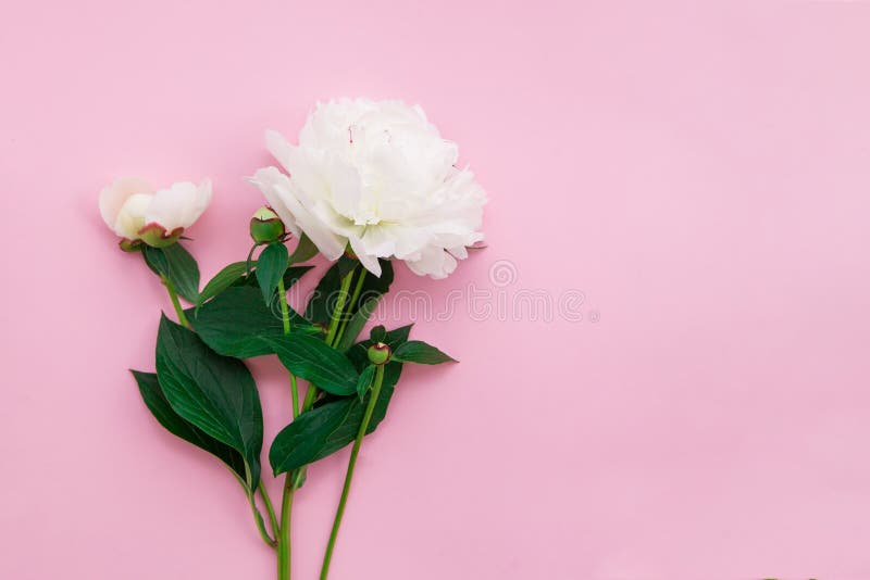 Young peony flowers stock image. Image of green, closeup - 149625917