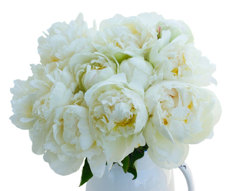 White peony flowers stock image. Image of color, bouquet 73560541