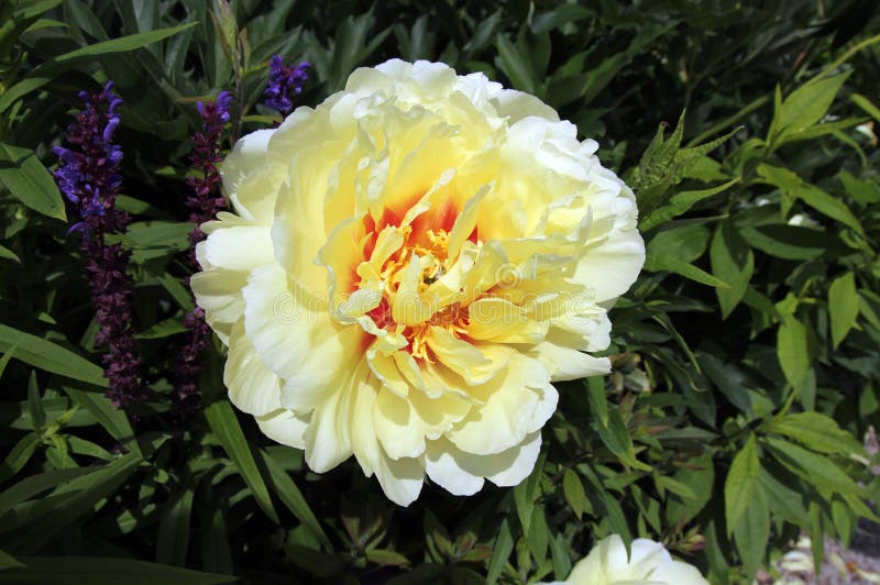White Peony stock photo. Image of outdoor, bloom, garden 109633354