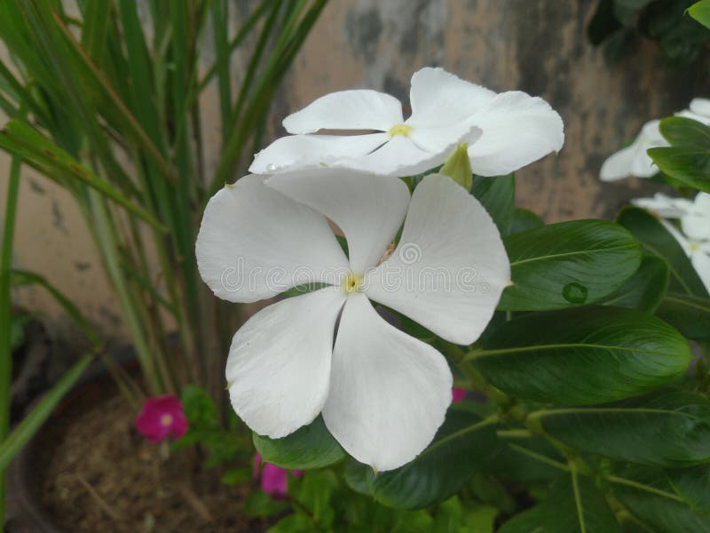 White Periwinkle Flower stock photo. Image of produce 222204816