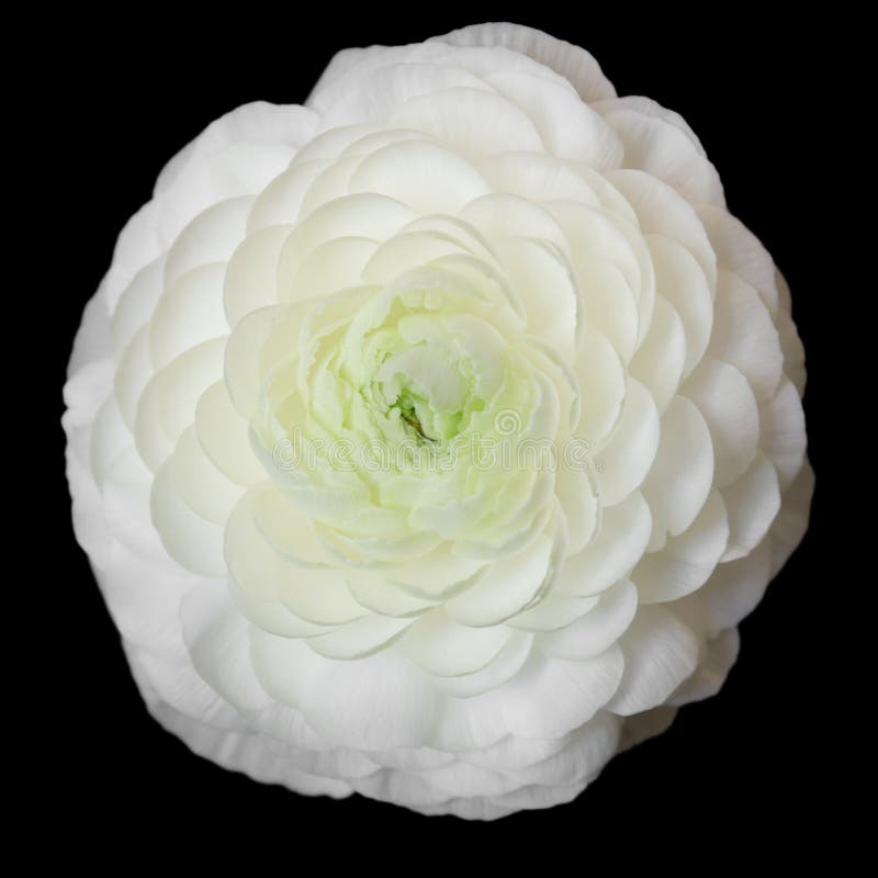 White Persian Buttercup Flower (Ranunculus) Royalty Free Stock