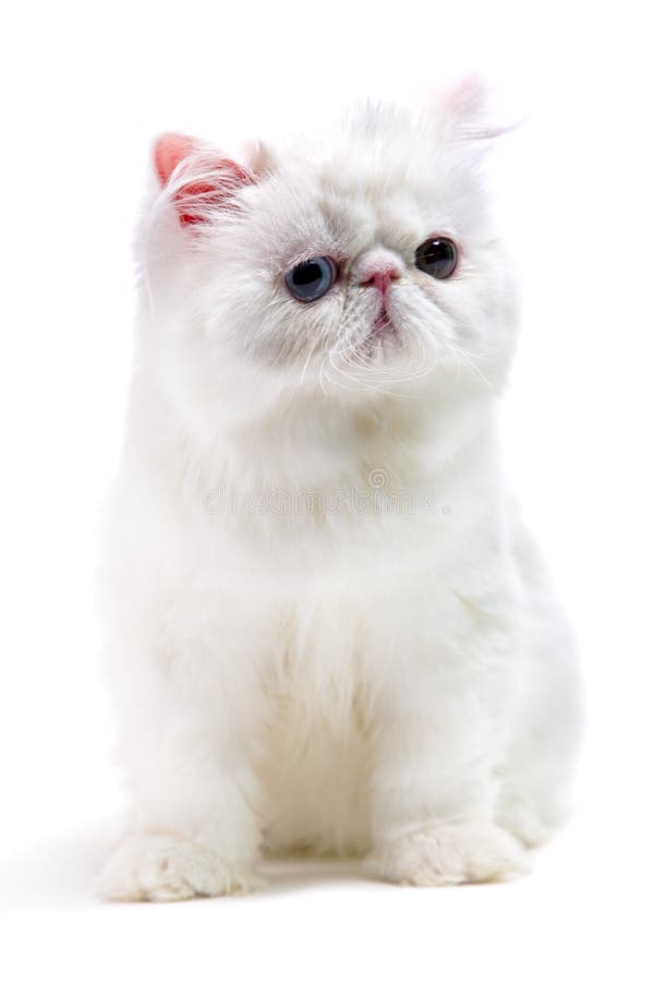 160+ White persian cat Free Stock Photos StockFreeImages