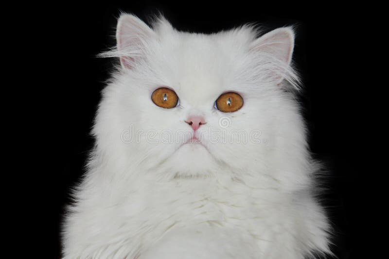 Cat Persian Copper Eyed White Stock Image Image of feline, eyed 7509375