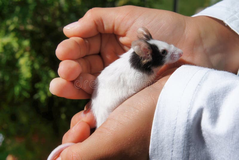 Little domestic white pet mouse or laboratory mouse, held by a young child in his hands. The mouse is looking around, curious. Direct sunlight, outdoors. Suggesting friendship, protection, cuteness. Little domestic white pet mouse or laboratory mouse, held by a young child in his hands. The mouse is looking around, curious. Direct sunlight, outdoors. Suggesting friendship, protection, cuteness.