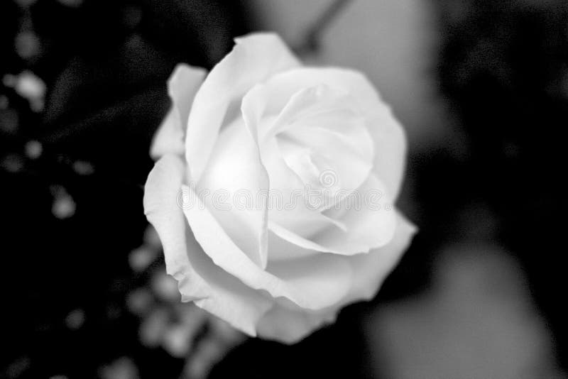 Delicate White Rose Petals in a Public Garden Stock Photo Image of