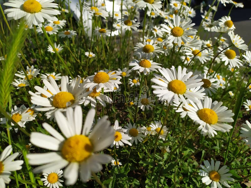 White petals Marguerite chamomile flowers in full blow in spring for bumblebees in summer as beautiful daisy flower pollination