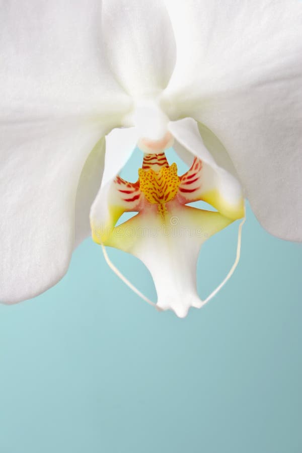 White Phalaenopsis Moth Orchid